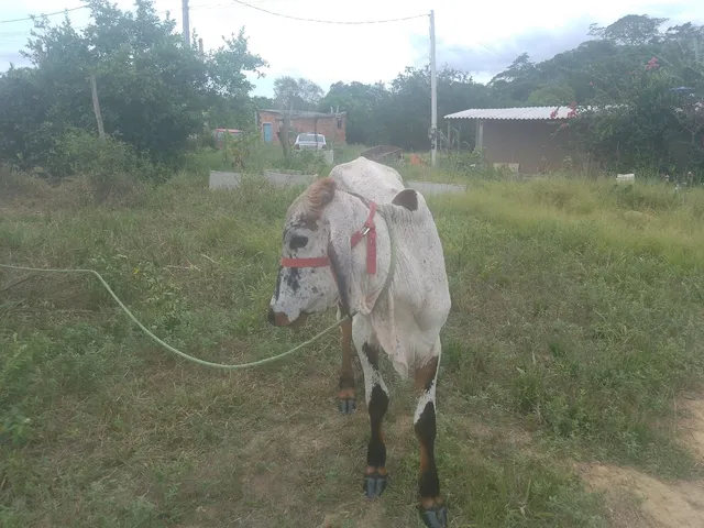 Bezerro
