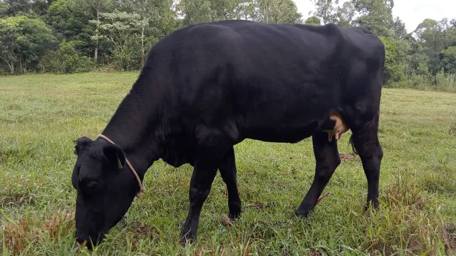 venda de vacas e terneiras