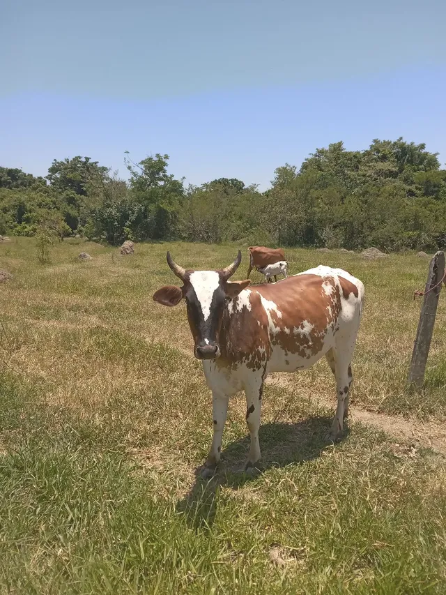 Vendo ou fasso rolo em bezeras