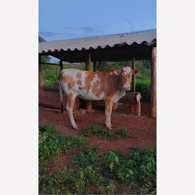 Novilha leiteira prenha, entrego 