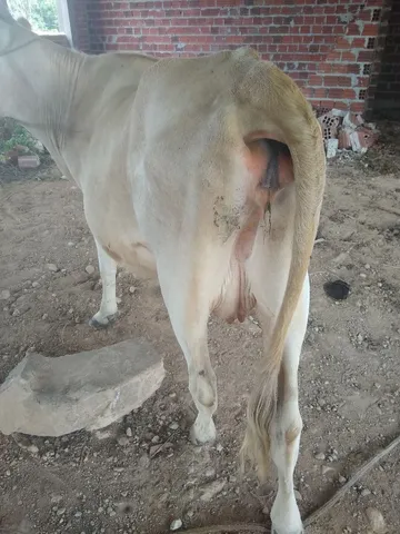 Vendo jersei com devam ,com terneiro