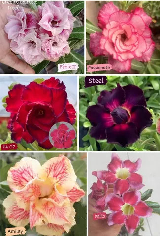 Rosas do deserto 