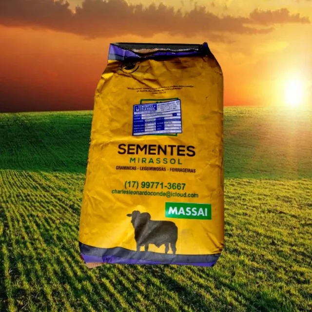  Capim Massai Revestido - 10kg - Casa da Semente (loja)