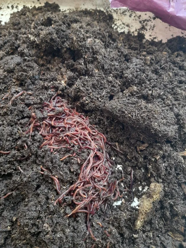 Minhoca californiana 