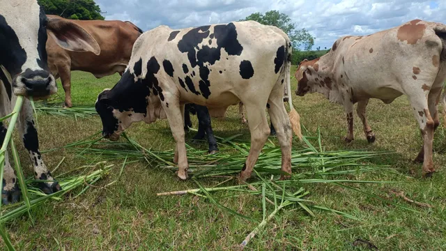 Bezerro com 13 meses Pintado