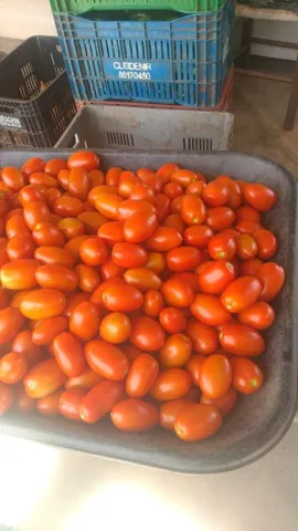 Tomate saladete 