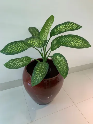 Muda Planta Comigo-ninguém-pode