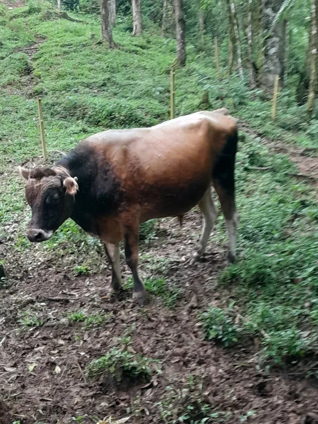 Tourinho Jersey 