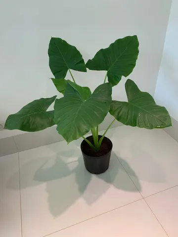 Muda planta Orelha de Elefante