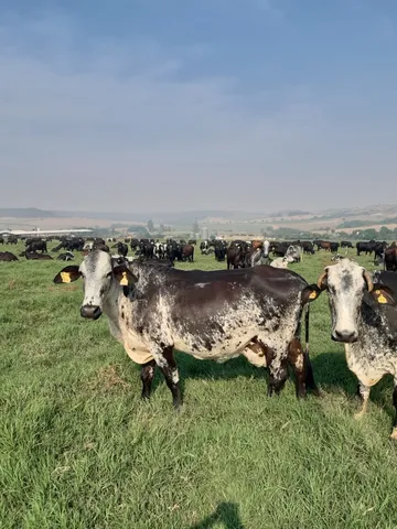 Inseminação artificial em bovinos 