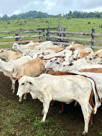 Novilha e garrote. Gado bom para engordar!