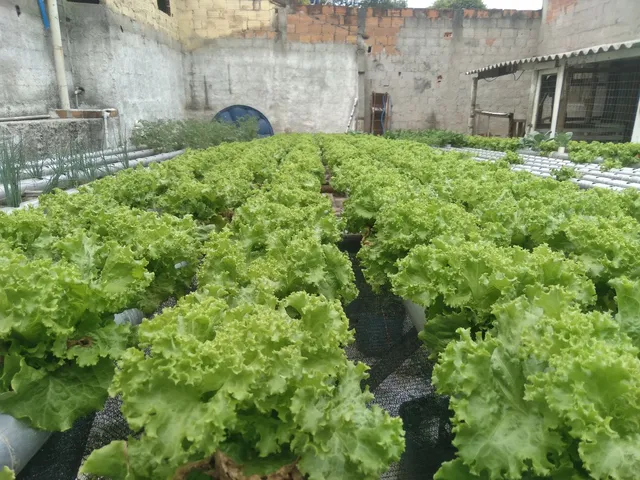 Alface crespa hidroponico 