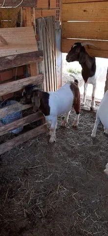 Cabrito reprodutor Boer puro desmamado