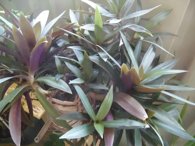 Muda de planta Abacaxi Roxo (florescendo todo ano)