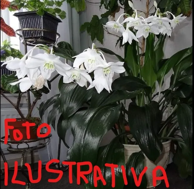 Mudas de plantas Lírio-do-Amazonas