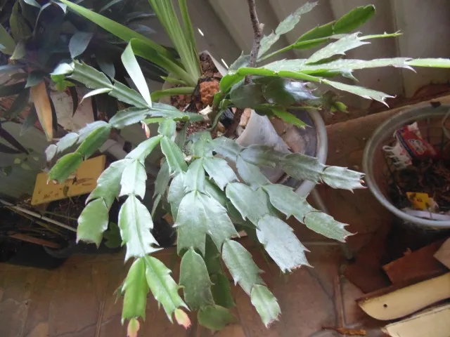 Muda de Flor-de-Maio vermelha e Íris da Praia (mesmo vasilha)