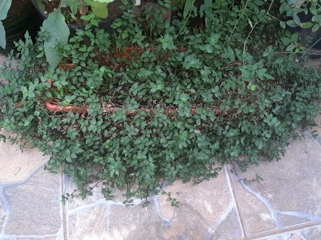 Planta pendente ou trepadeira Cabelo-de-Noiva linda