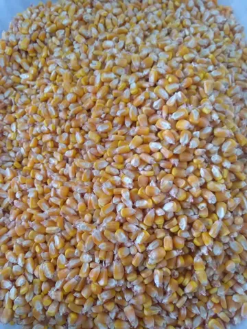Milho 50 kg 