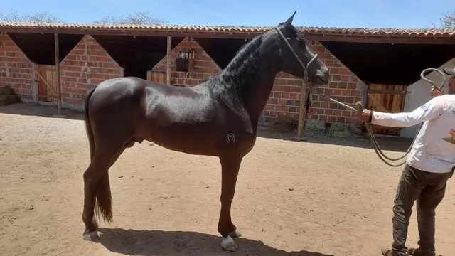 Cavalo mangalarga marchador 