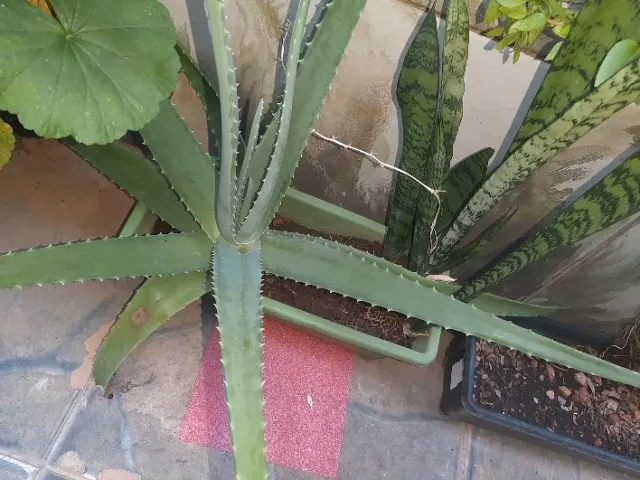 Planta Espada-de-São Jorge + Babosa Aloe Vera (Plantas e Flores)