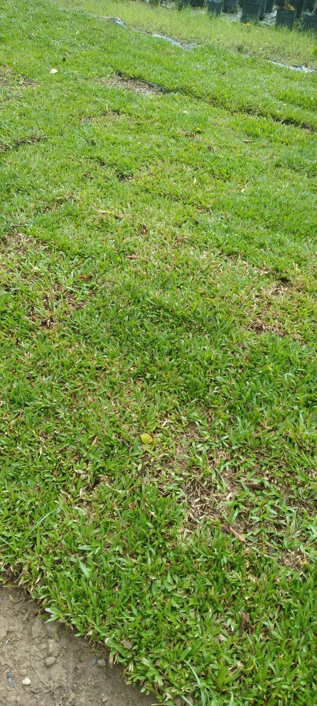 Tenha um gramado sempre verde com a grama do horto ômega 3!