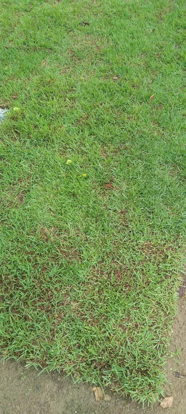 Tenha um gramado sempre verde com a grama do horto ômega 3!