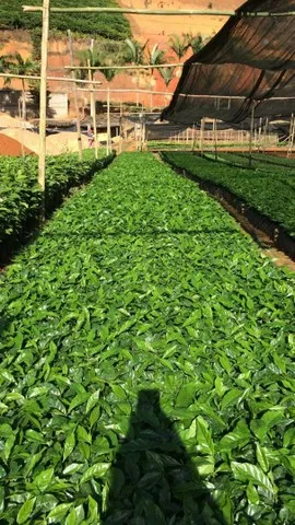 Mudas de café arábica e palmito pupunha