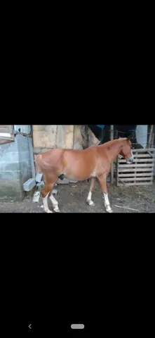 Cavalo Alasão 
