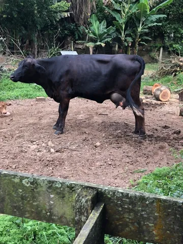 Vaca de primeira cria 5,200