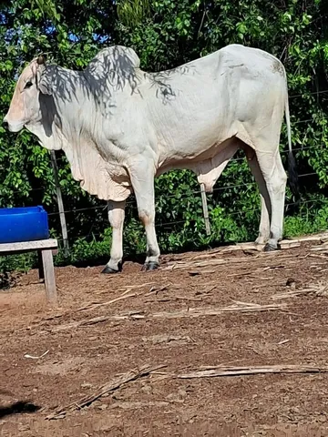 Touro Nelore