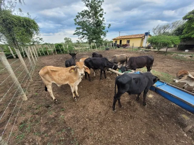 Lote com 10 animais