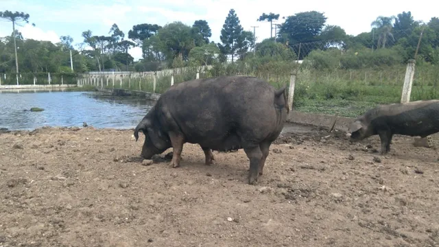 Porco Gordo pra Banha e Carne - 8 reais