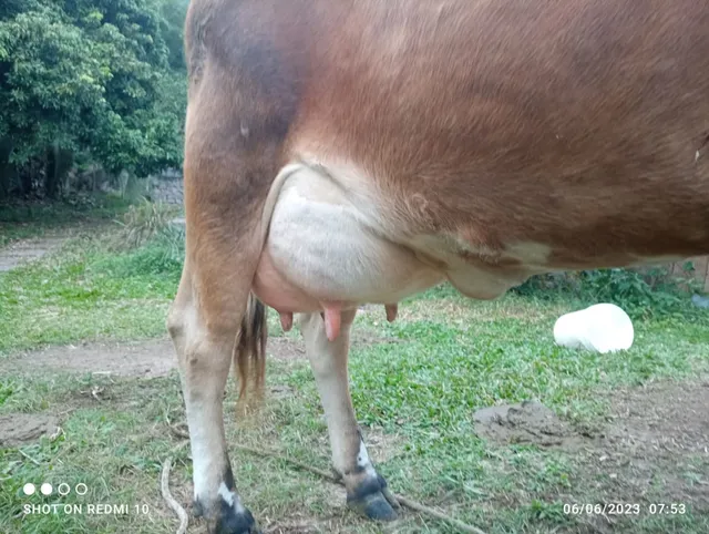 Venda de vaca, novilha e ordenhadeira 