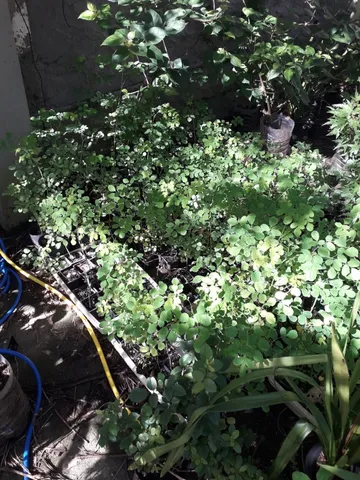Moringa oleifera muda Poto Alegre RS acacia branca