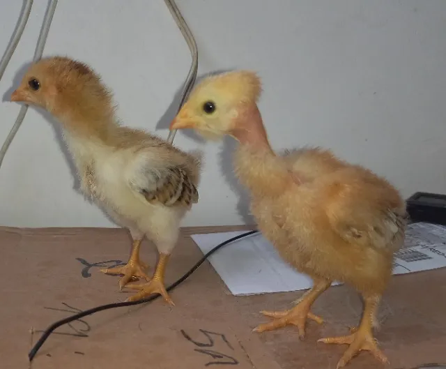 Pintinhos melhorados 