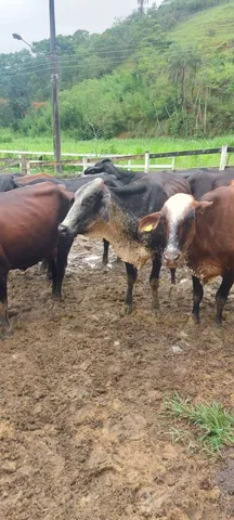 Vendo vacas Girolando 