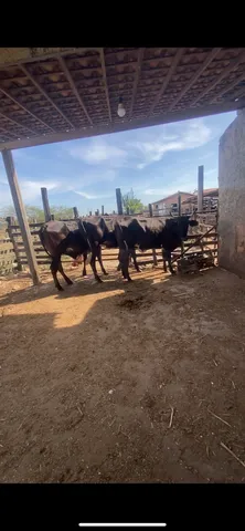 3 Novilhas prenha 