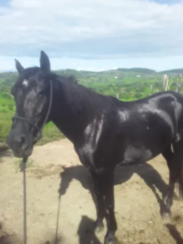 Mangalarga marchador mansidão selvagem 