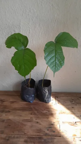 Mudas de Cupuaçu