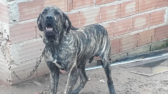  Fila brasileiro 