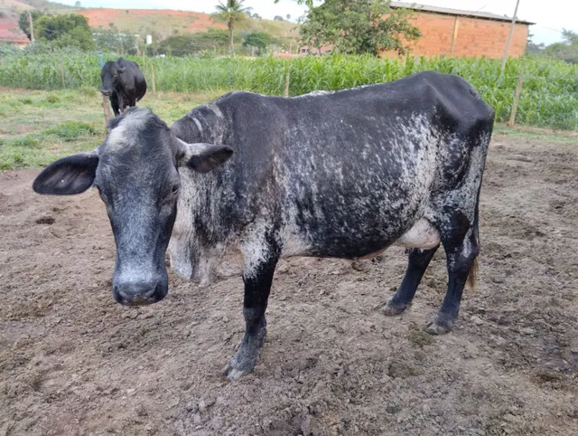 Vende- se nove vacas, uma ordenha e um Touro