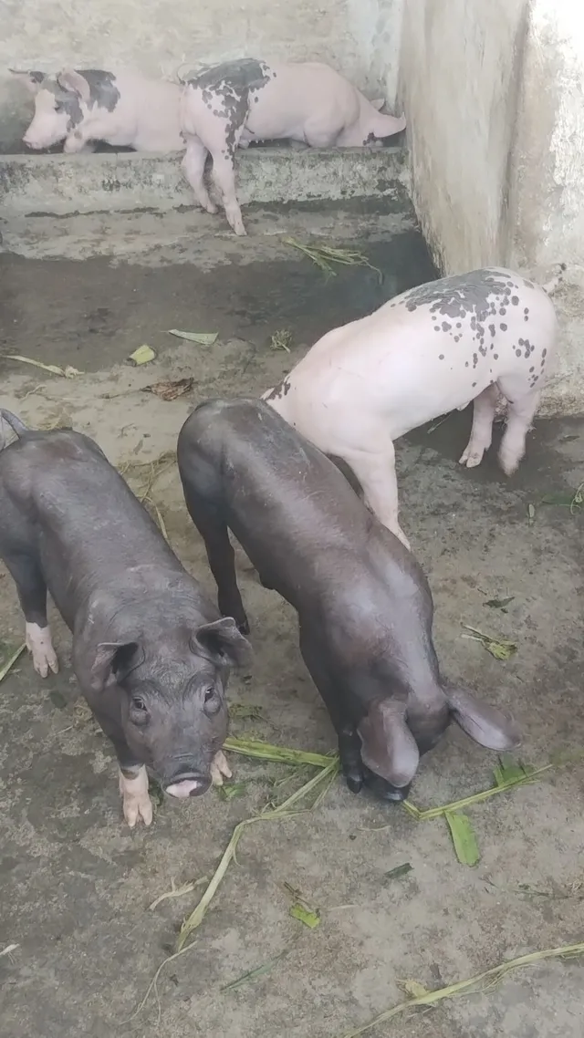 Venda de bacorinhos grandes primeira qualidade 