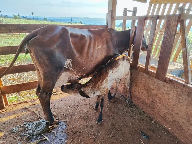 Vacas Leiteiras 