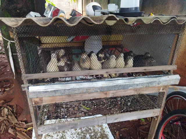 Codornas gigantes a venda 