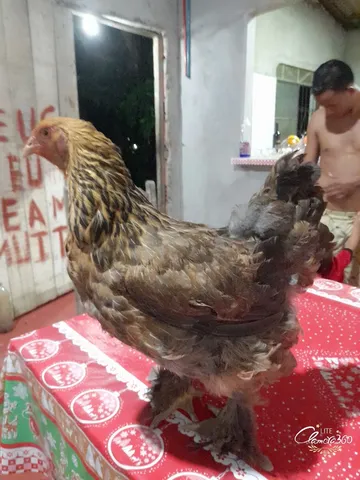 Vendo pintos Brahma com 3 meses, 