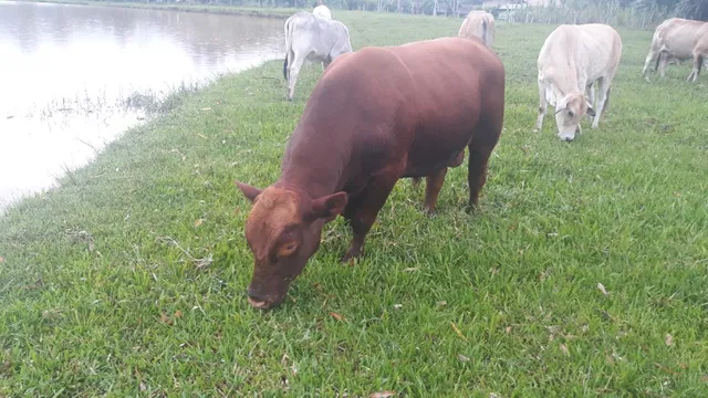 Touro Red Angus