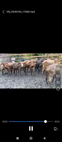 Vendo bezerras 