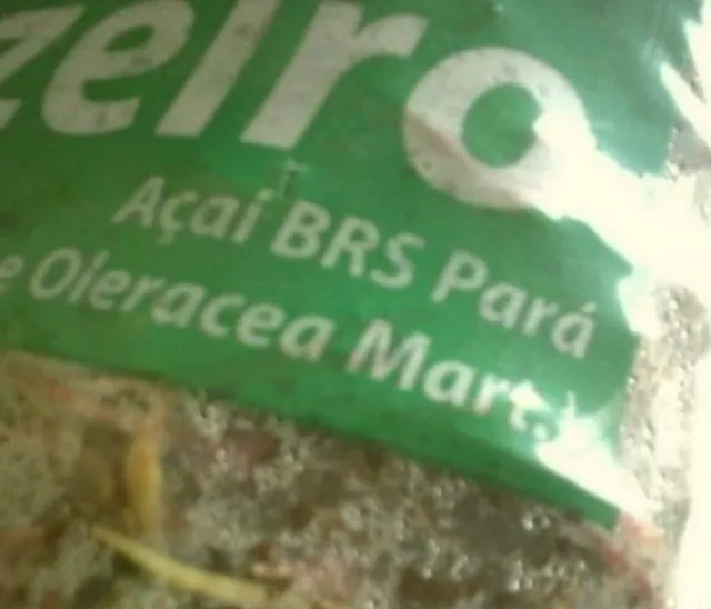 MUDAS AÇAÍ BRS PAI D'EGUA, AÇAÍ, BRS PARÁ ANÃO,100%PURO. 