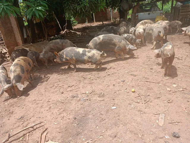 Vendo porco Caipira pronto para o Abate!