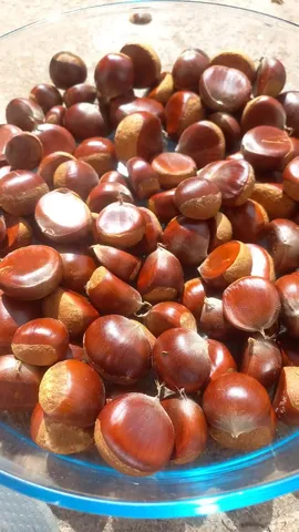 Castanhas portuguesa fresquinhas